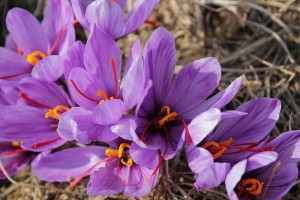 saffron_flower